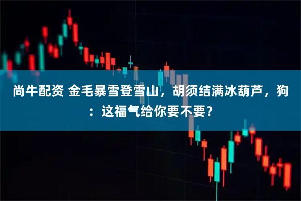 尚牛配资 金毛暴雪登雪山，胡须结满冰葫芦，狗：这福气给你要不要？